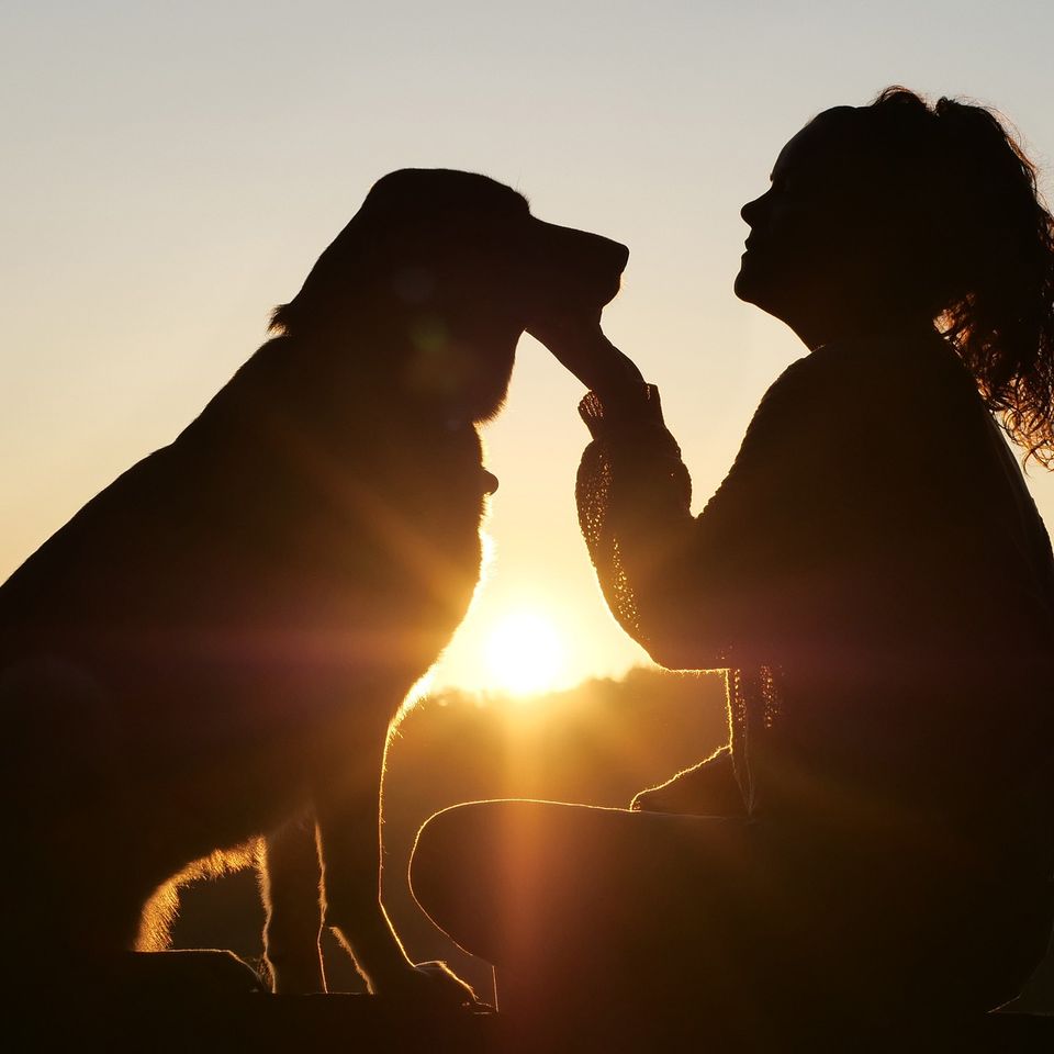 Dog gf834ba4ba 1920