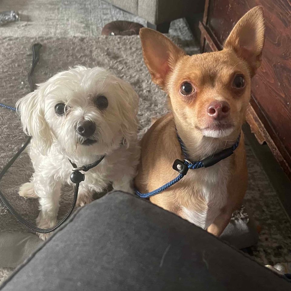 Dog Daycare, InHome Dog Training & Dog Boarding Services near New