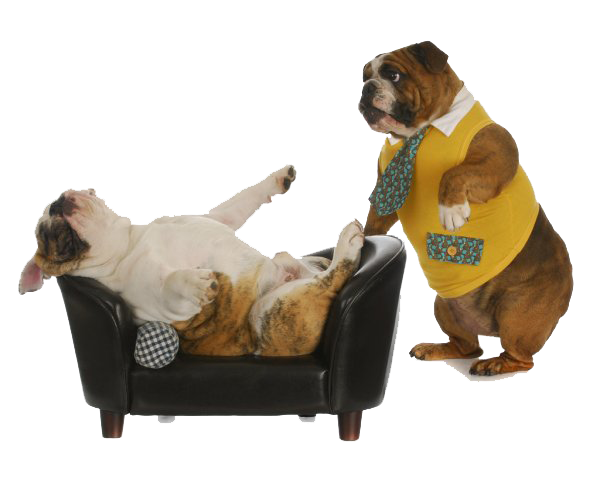 Depositphotos 13888988 stock photo dog psychology