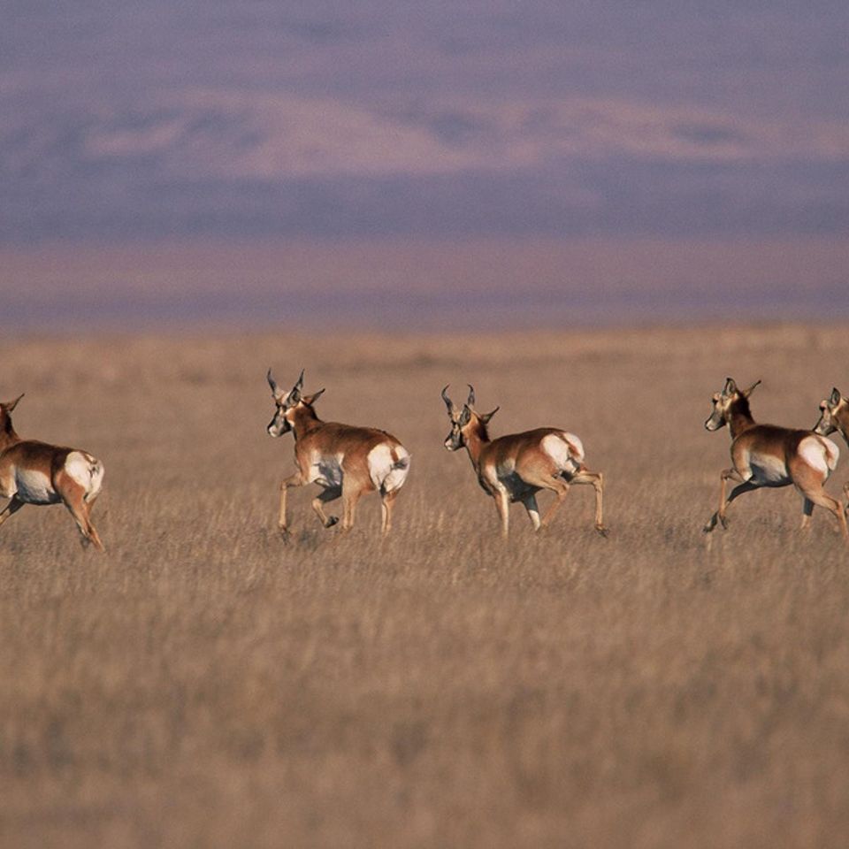 Chuckgraham pronghornantelope img09920121211 21832 wbqrxr 0