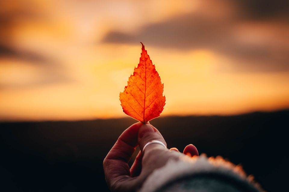 Leaf g0b3699534 1920