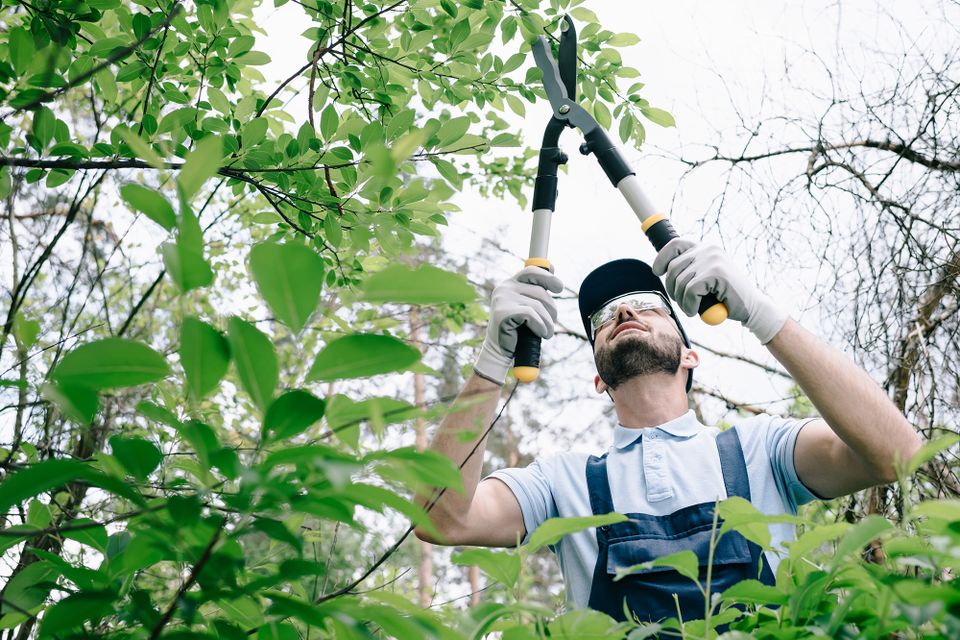 Expert tree pruning by Above It All Tree Care to improve tree health and structural integrity.