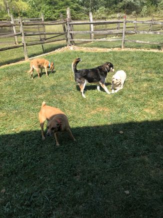 4 dogs
