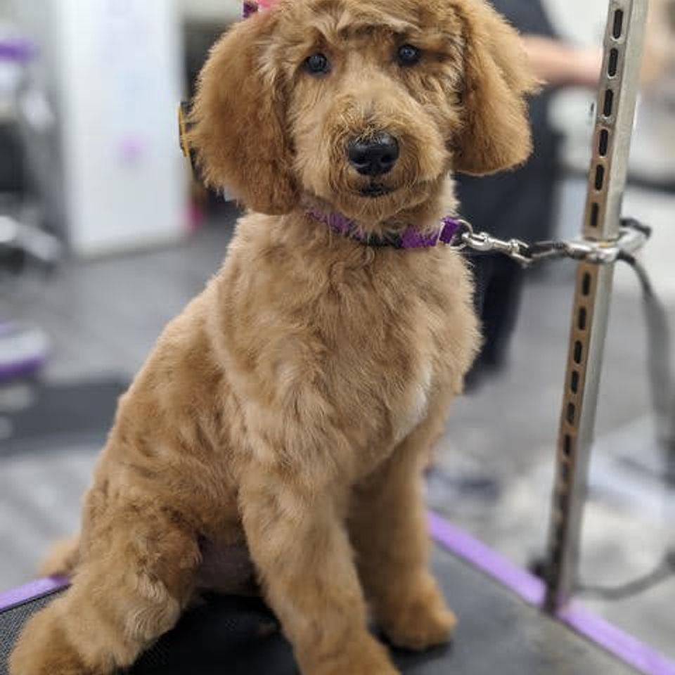 Spring Valley dog groomer