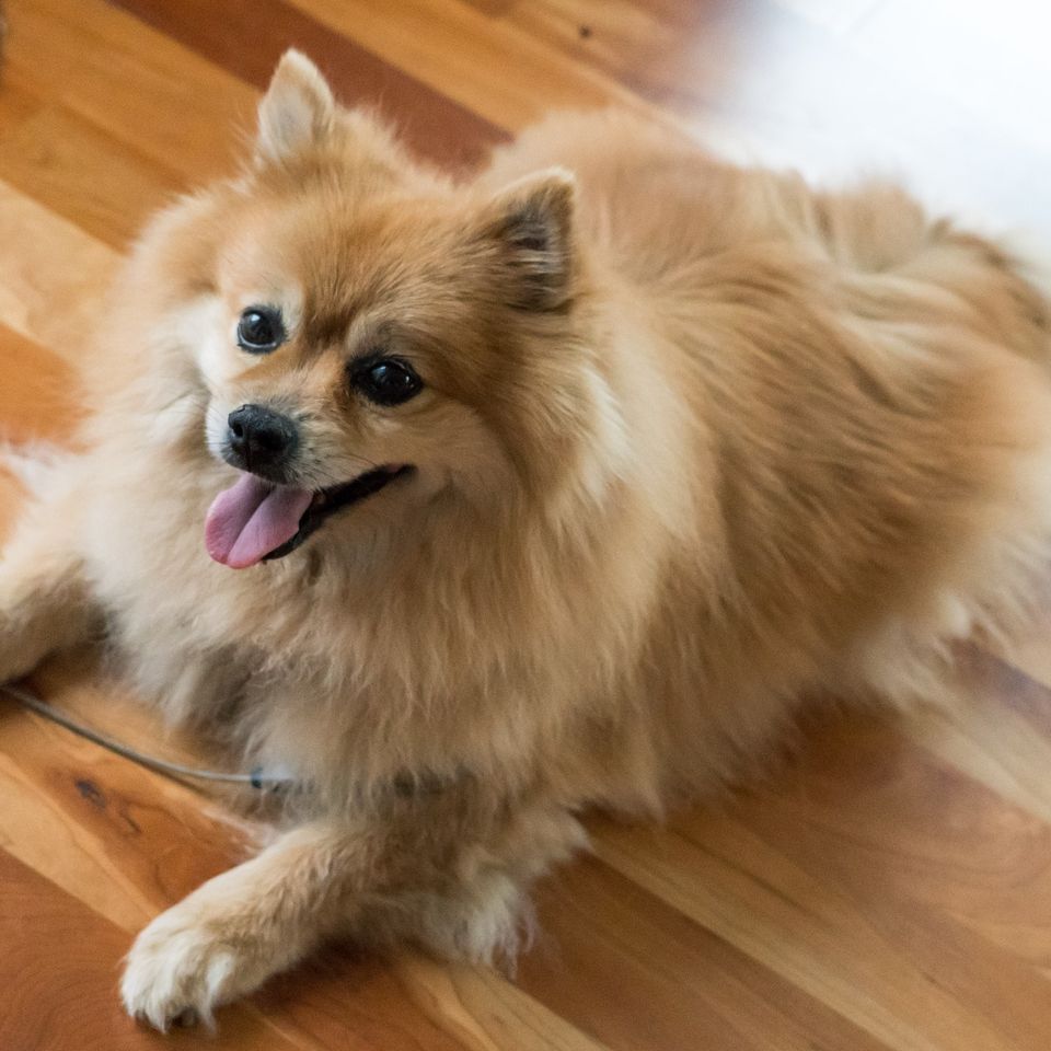 Pomeranian 57e5d14242 1920