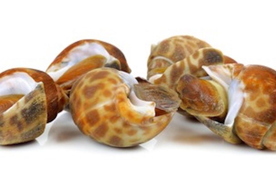 Topshell