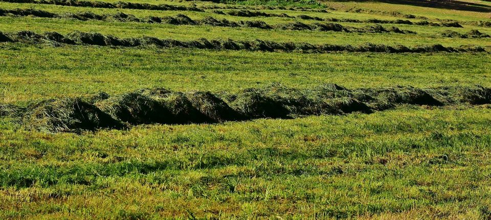 Meadow grass forage seeds harvest