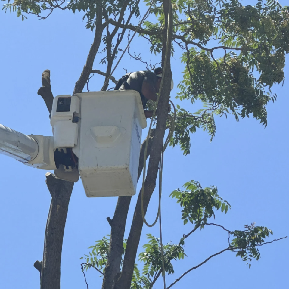 Tree canopy raising and structural pruning by The Arbor Tree Service Company