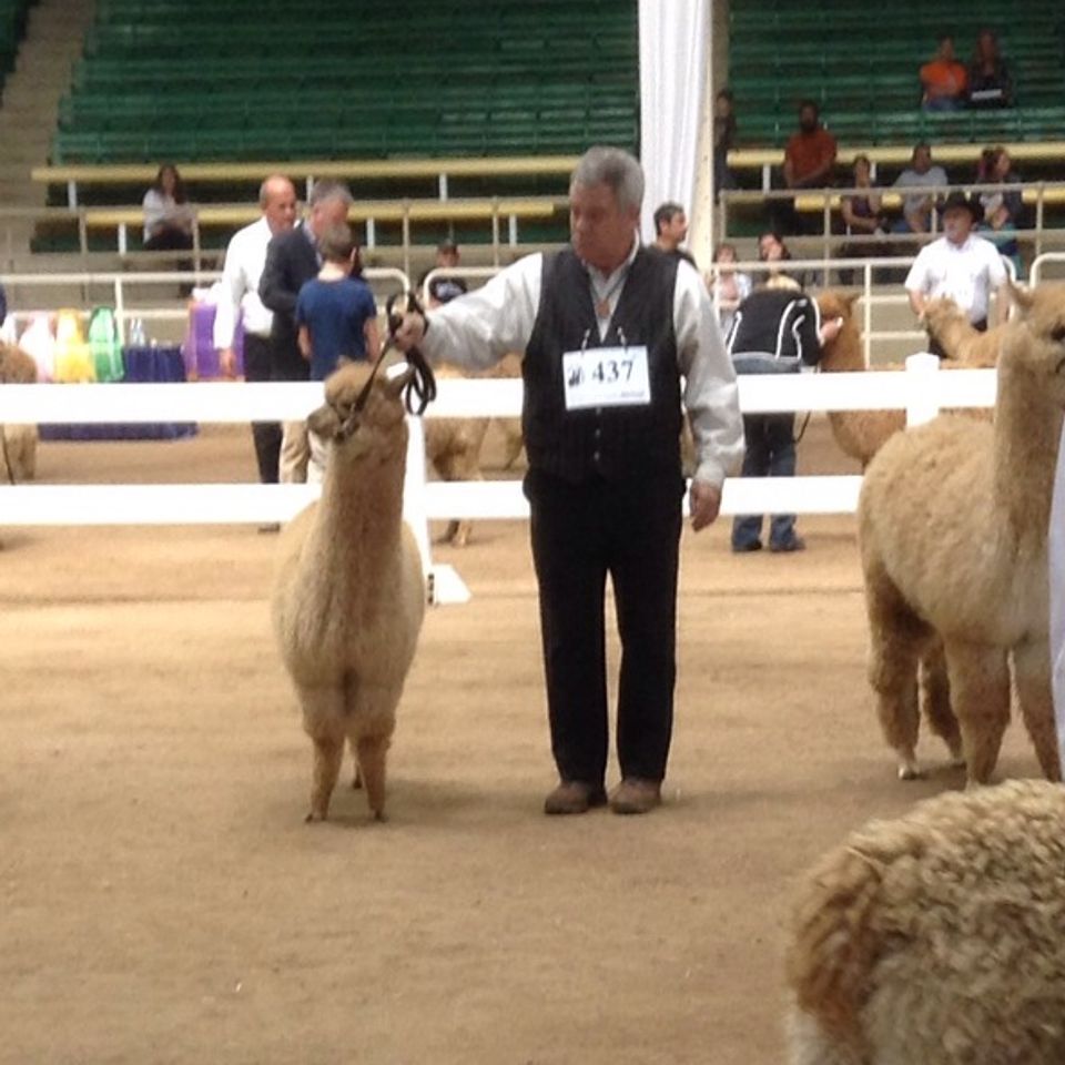 Denver show ring  1