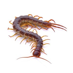 Centipede