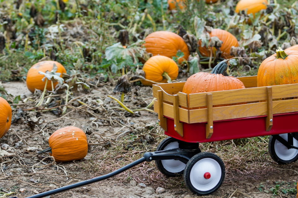 Pumpkin wagon