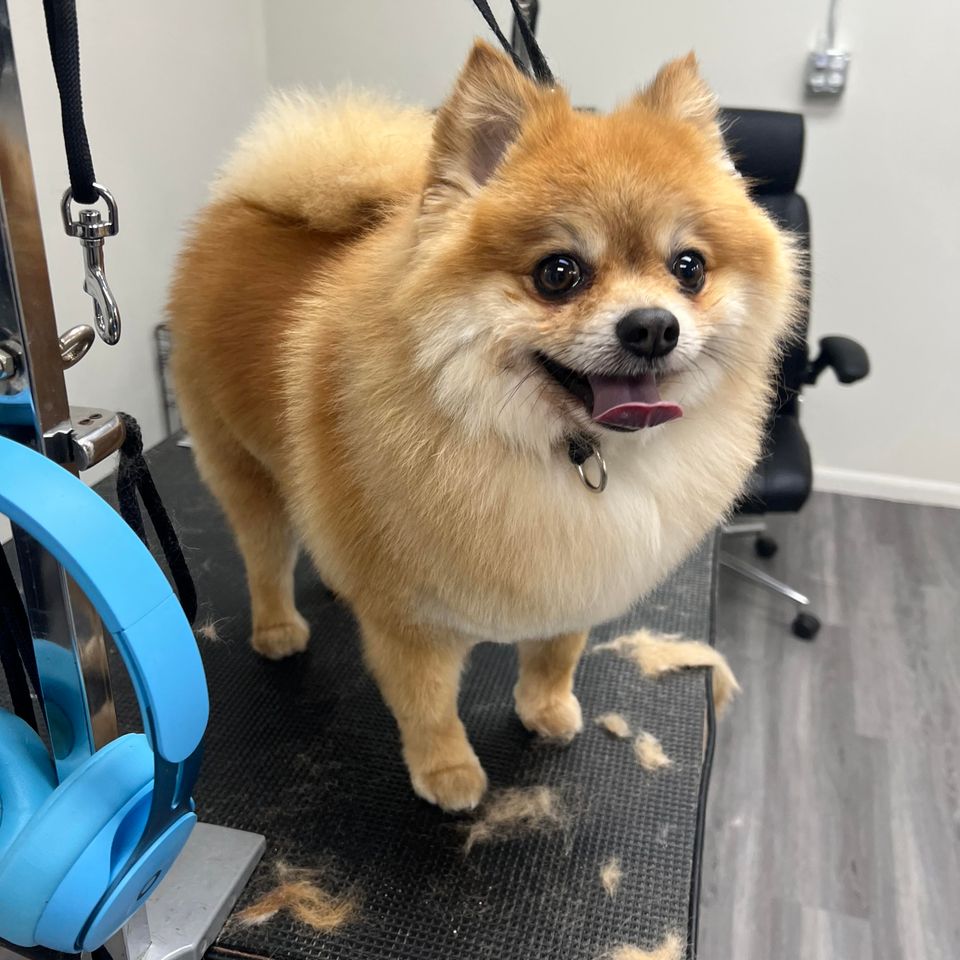 professional dog groomer near me