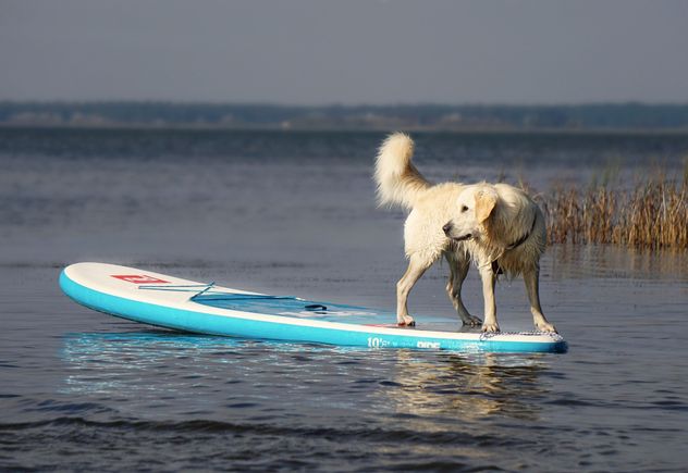 Golden retriever 4437333 1920