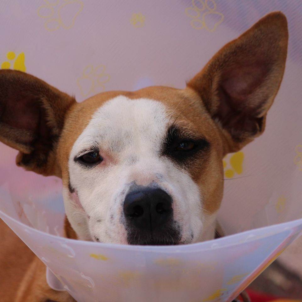 Dog g2078a08f3 1920