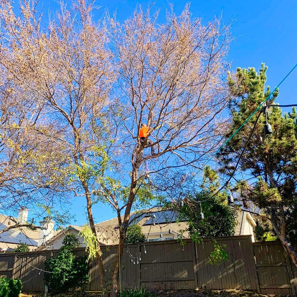 Alta Vista Landscaping & Tree Service arborist high in a deciduous tree canopy, performing professional pruning and structural thinning to enhance tree health and safety for a residential property