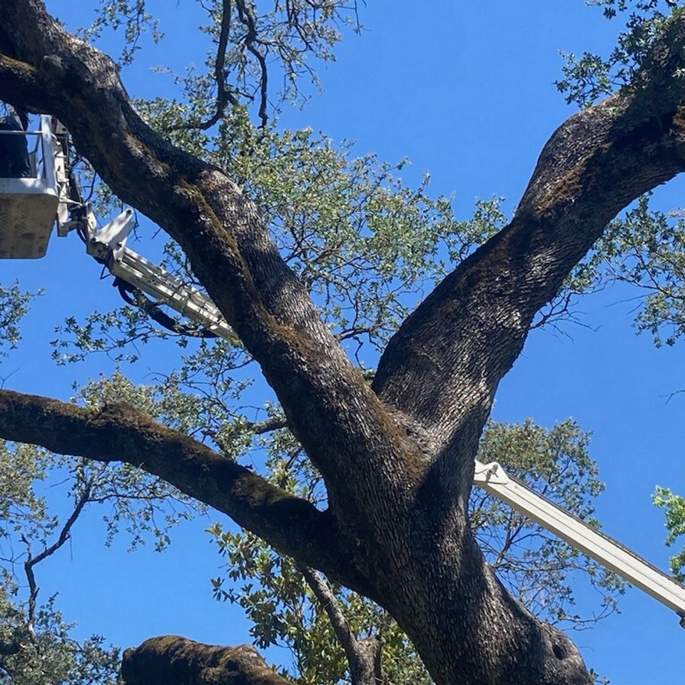 best price tree trimming auburn