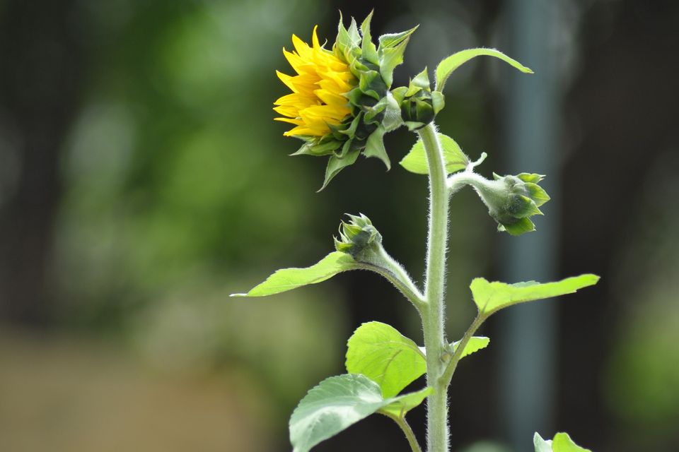 Sunflower g1147f0655 1920