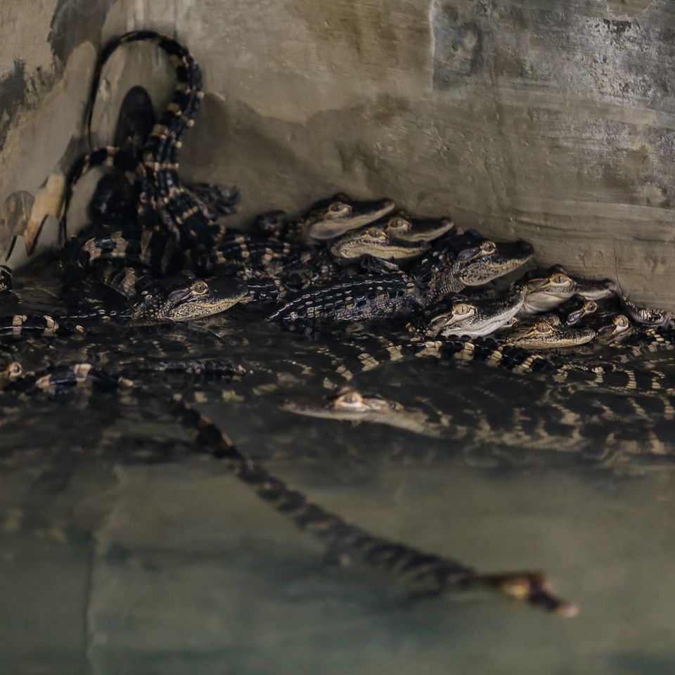 Pile of baby alligators at orange hill gator farm