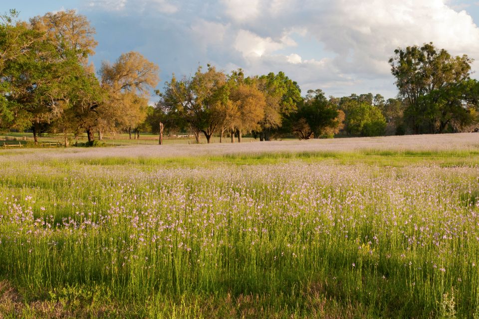 Purple field panorama1
