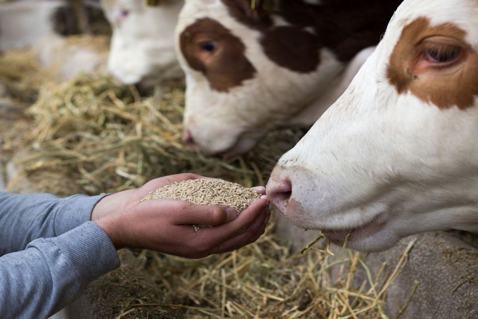 4 05 22 20cattle 20on 20feed 20gettyimages 1160802367