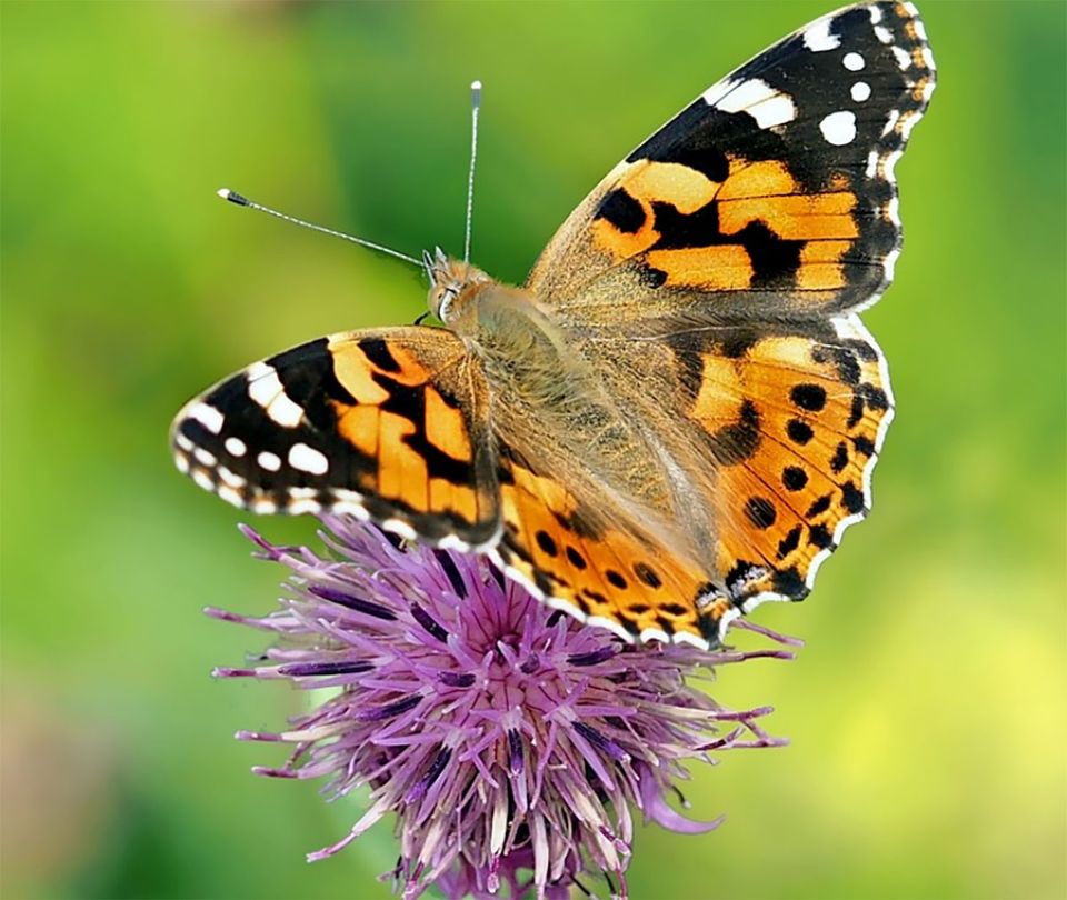 Butterfly on flower