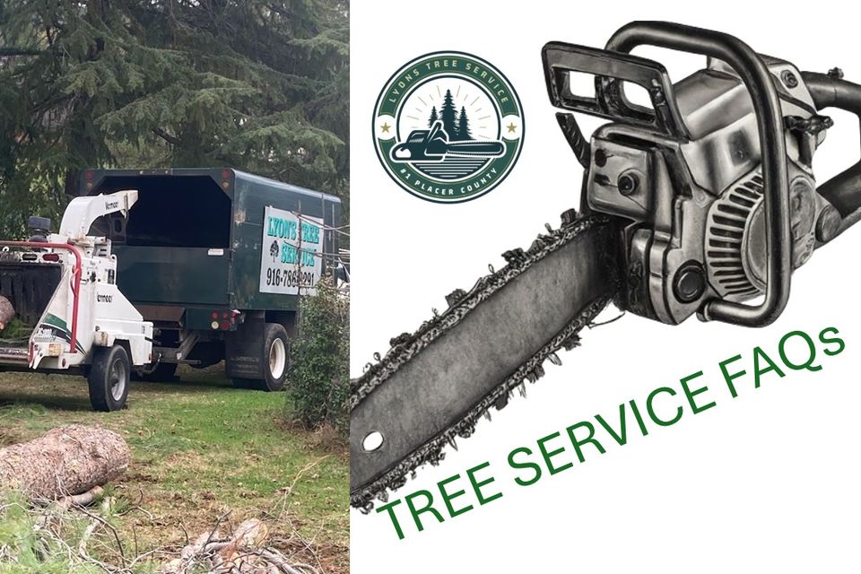 tree service FAQs for roseville