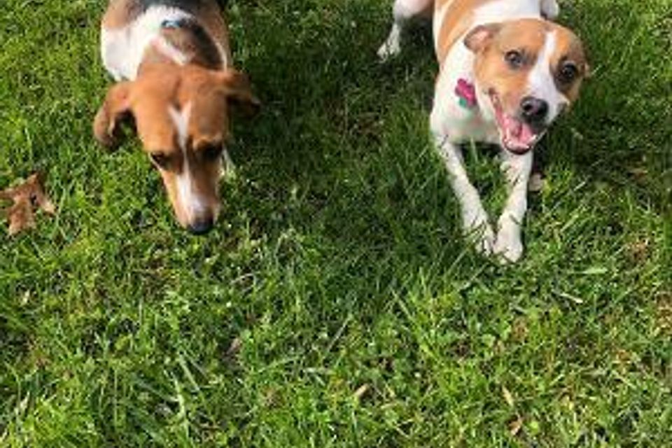 2 beagles