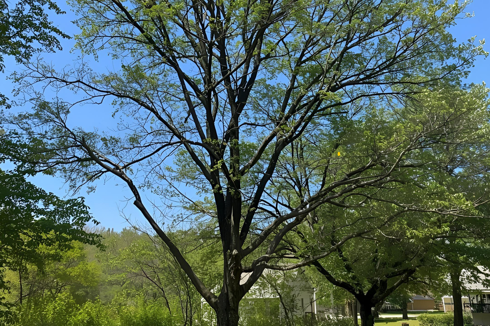 Tree service in clinton  ct