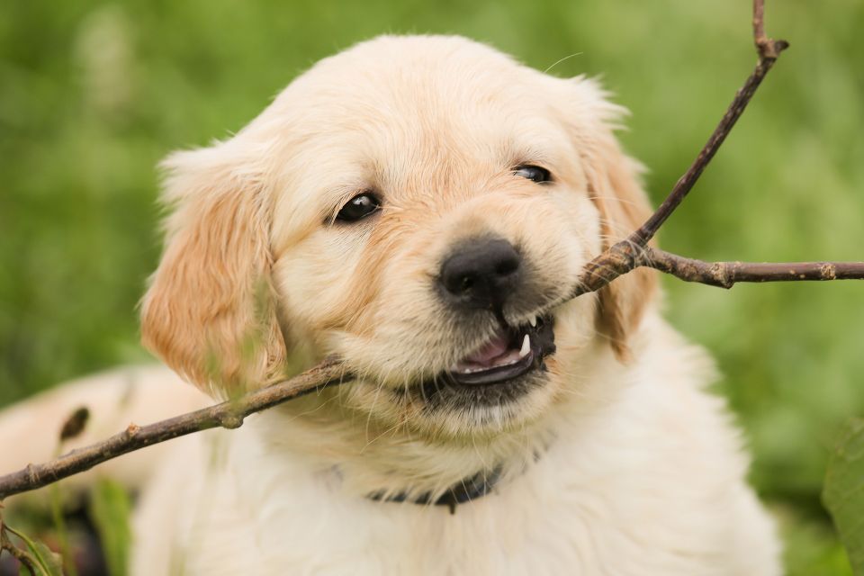 Puppy 1189067 1920