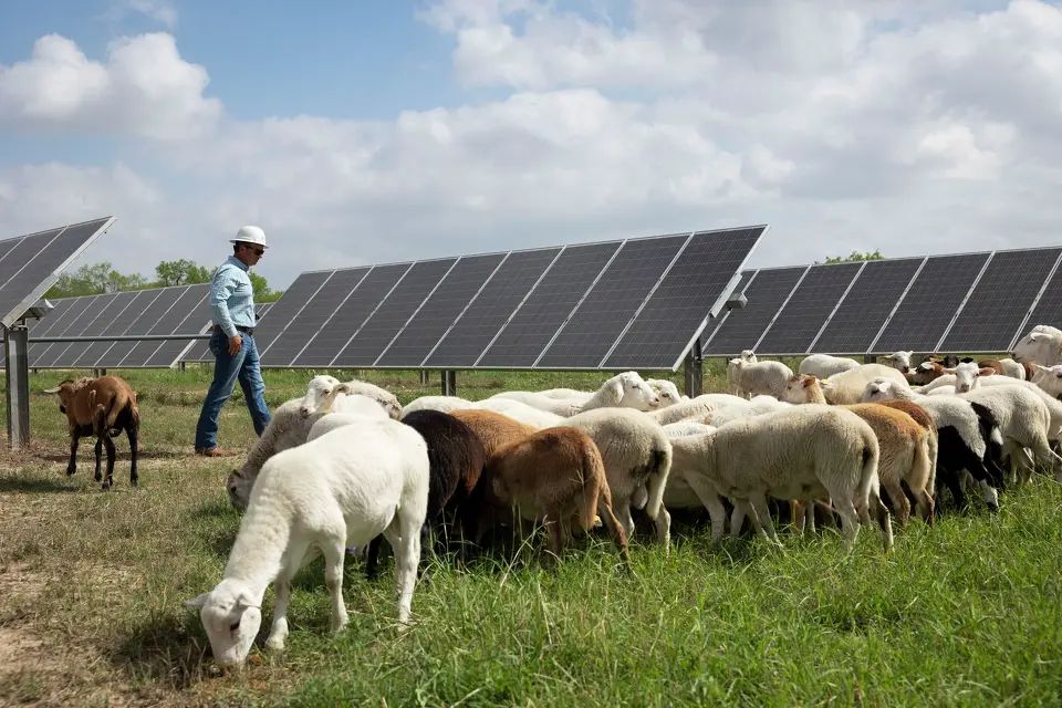 Ely valdez  founder and ceo of eva ranch and solar farm services  walks near katahdin sheep grazing around solar panels at eva ranch in south san antonio.  katina zentz san antonio express news 