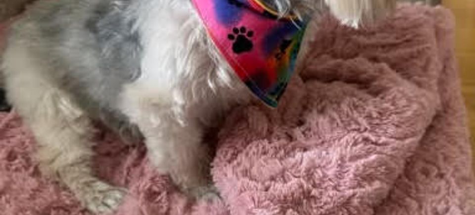 Dog with paw bandanna 1