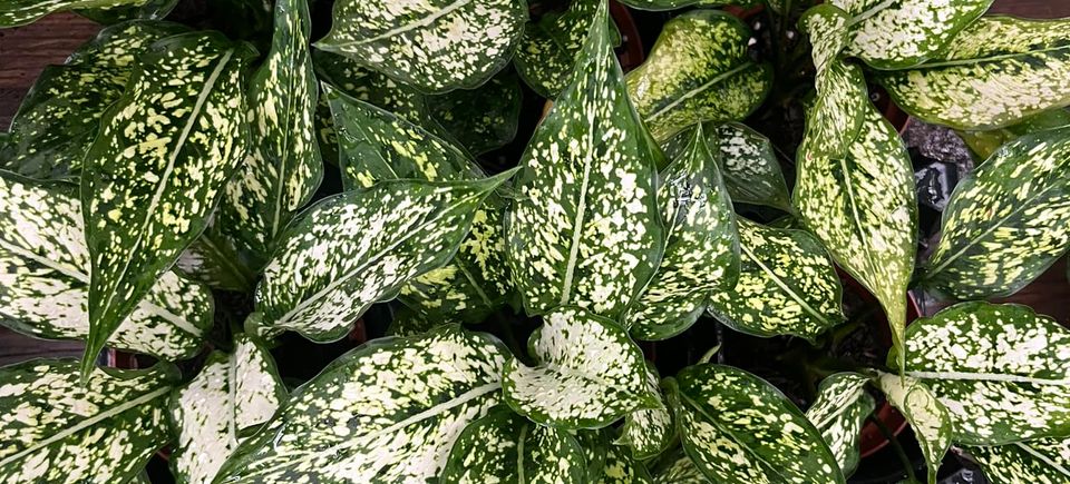 Hocottsfbplants2