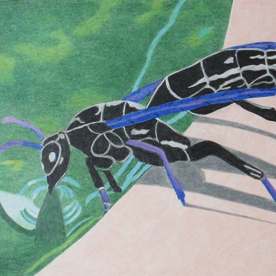 Wasp color