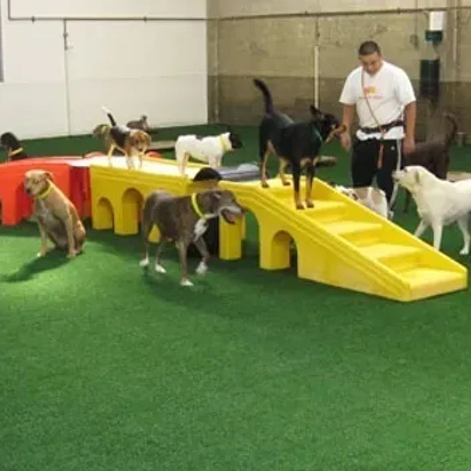 Pet trainer original (1)