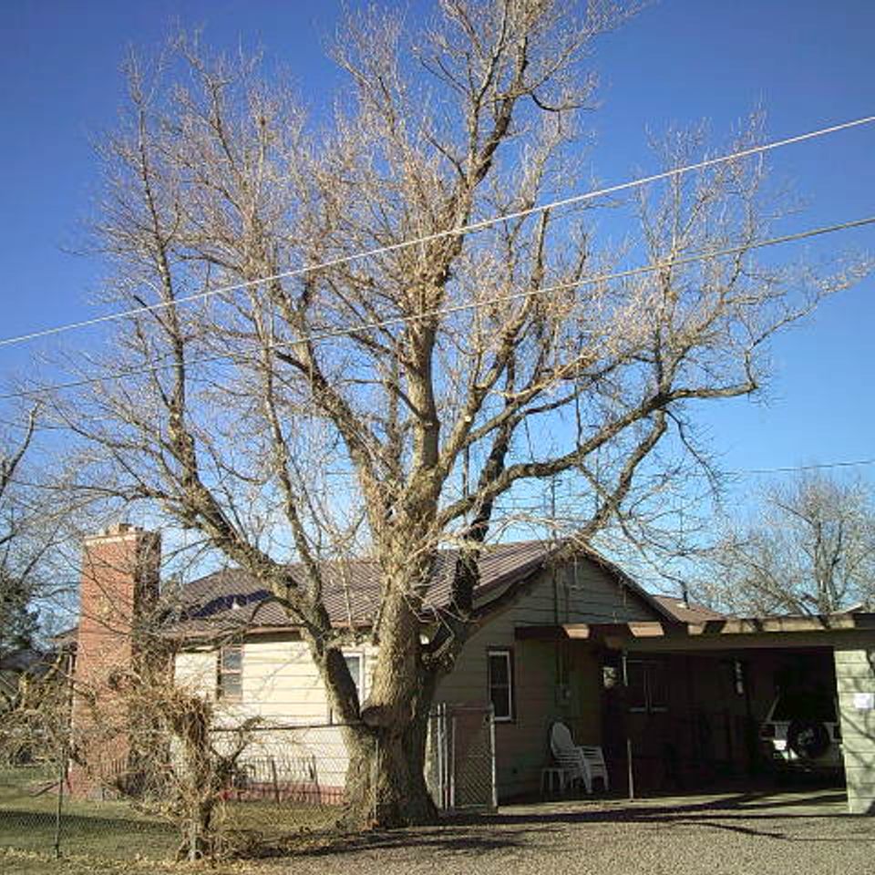 Trees of life tree service 10