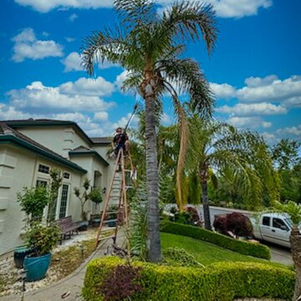 palm tree services folsom ca