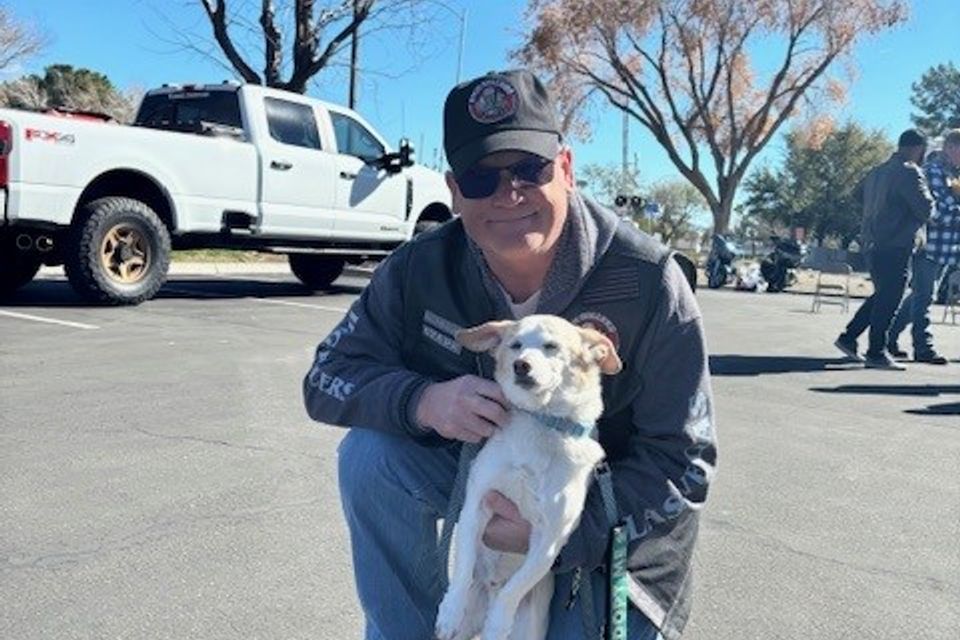 Ozark dog