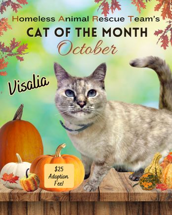 Cat of the month