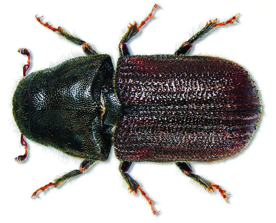 Pine Beetle