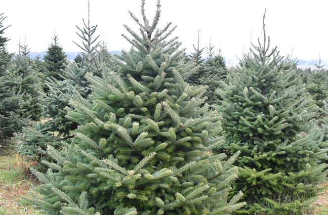 Screenshot 2025 12 04 at 3.50.03 pm