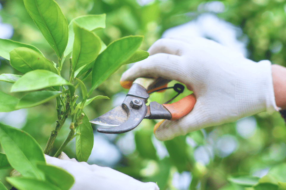 tree trimming