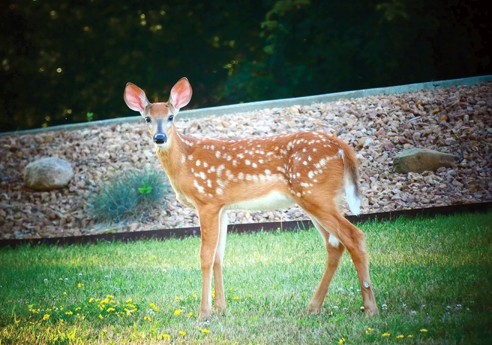 Fawn