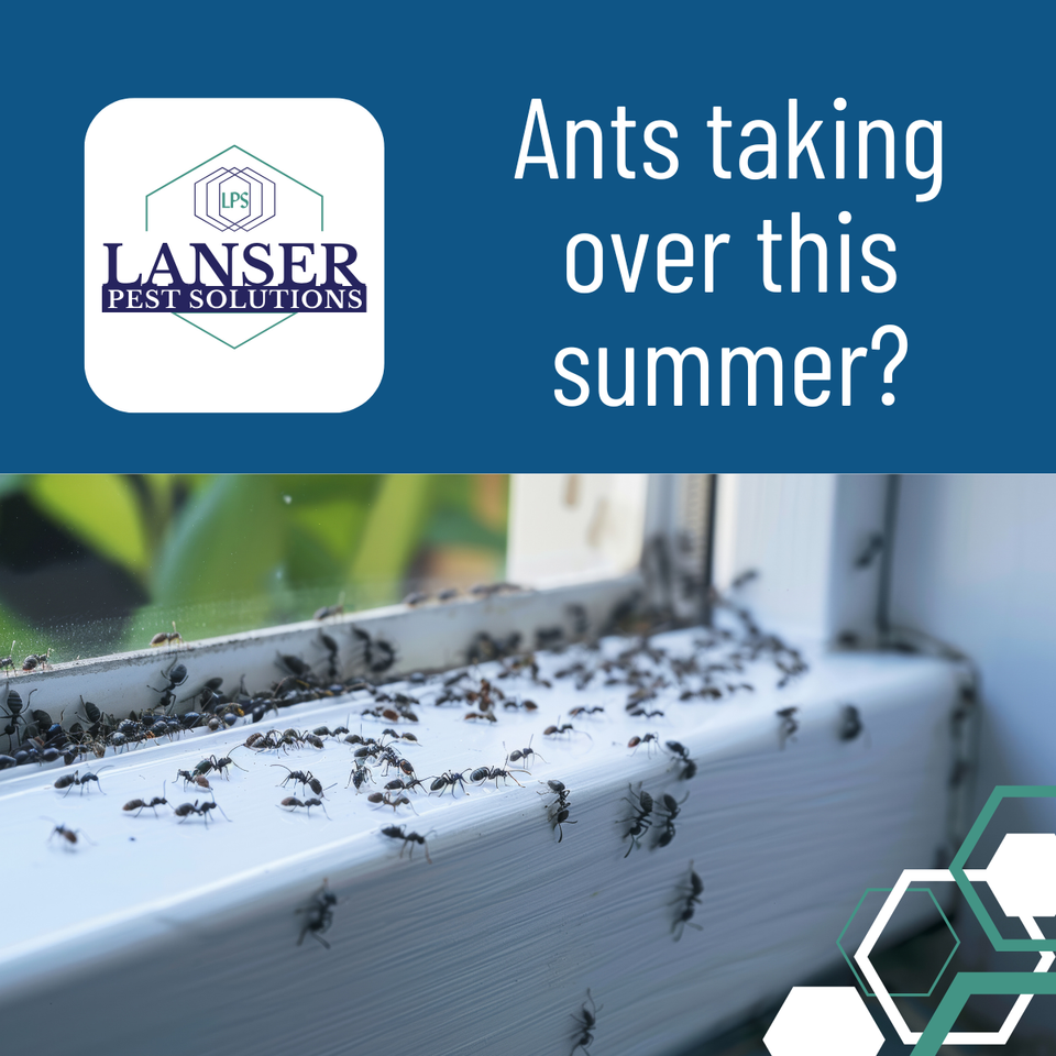 Ants Blog Post at Lanser Pest Solutions