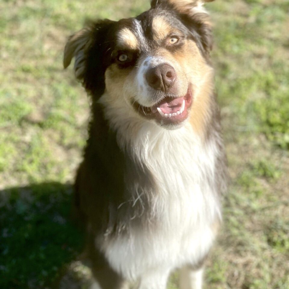 Jet