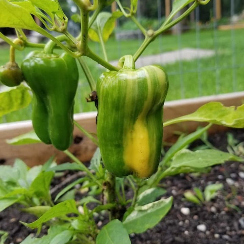 Candycane pepper