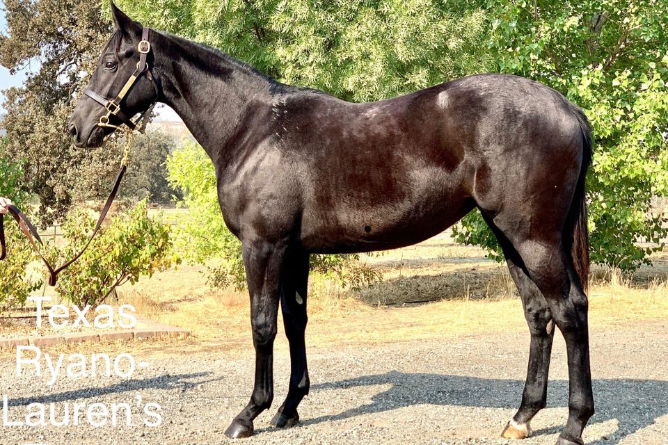 Texas rayno laurens export