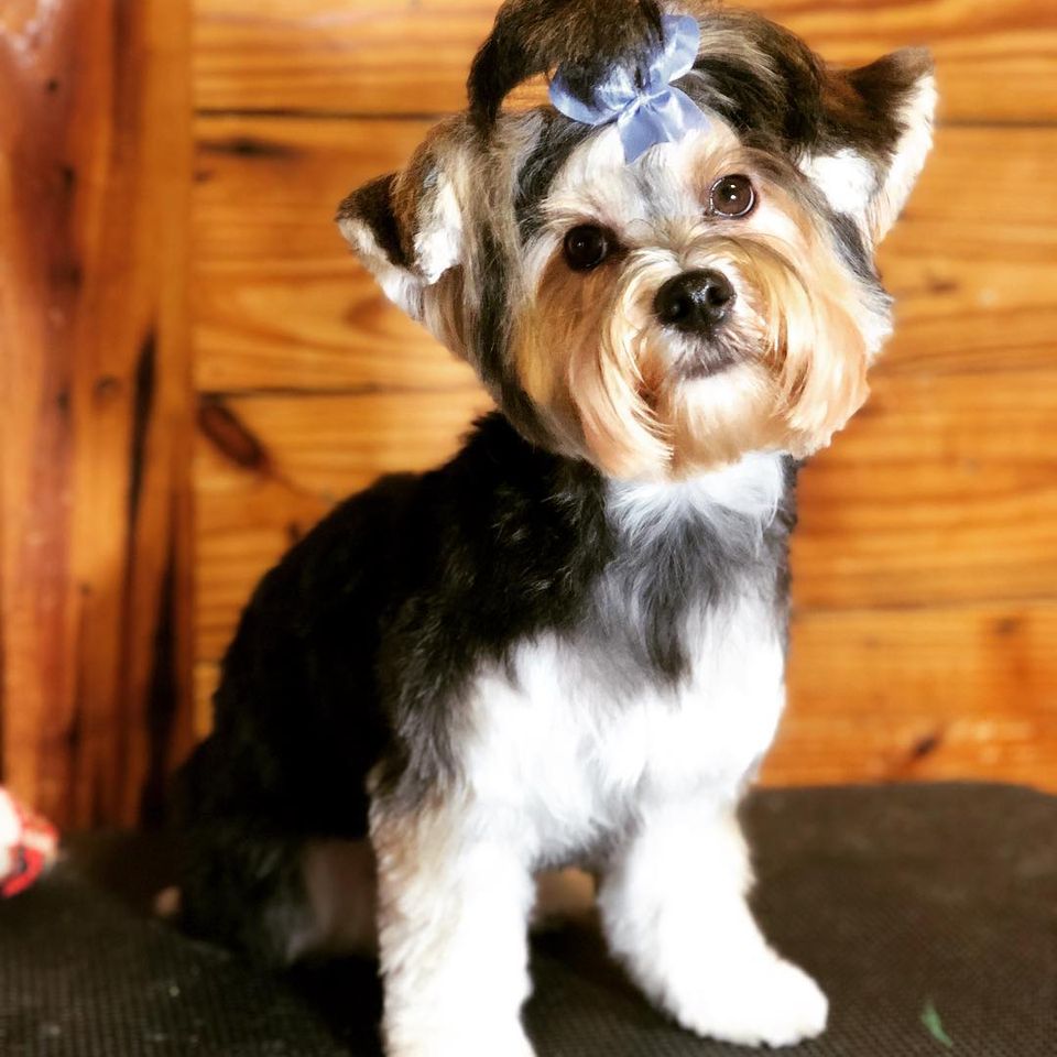 Yorkie with blue bow poses after bathing and grooming