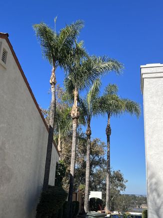 Jctreecare15