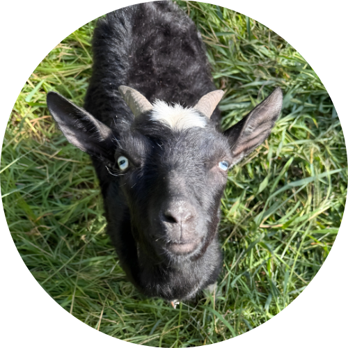 Copy of google photos (5)