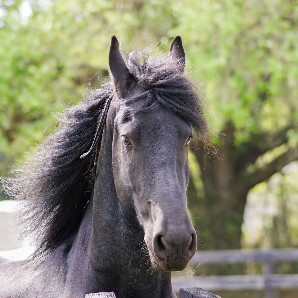 Dark horse keep
